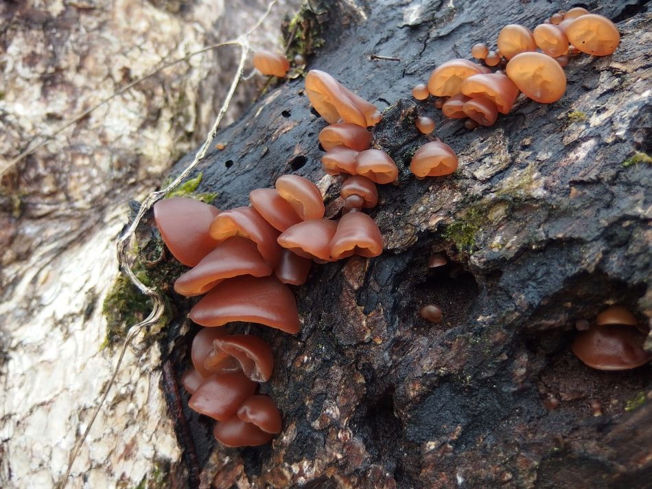 Oreille de Judas (Auricularia polytricha) – données botaniques, caractéristiques, morphologie, habitat, propriétés